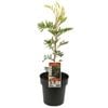 200mm Grevillea Robyn Gordon - Grevillea banksii x bipinnatifida