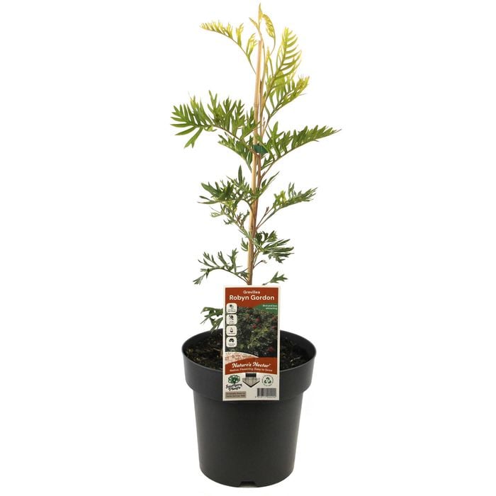 200mm Grevillea Robyn Gordon - Grevillea banksii x bipinnatifida