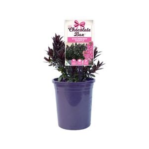 140mm Hebe Chocolate Box Strawberry Truffle - Hebe hybrida