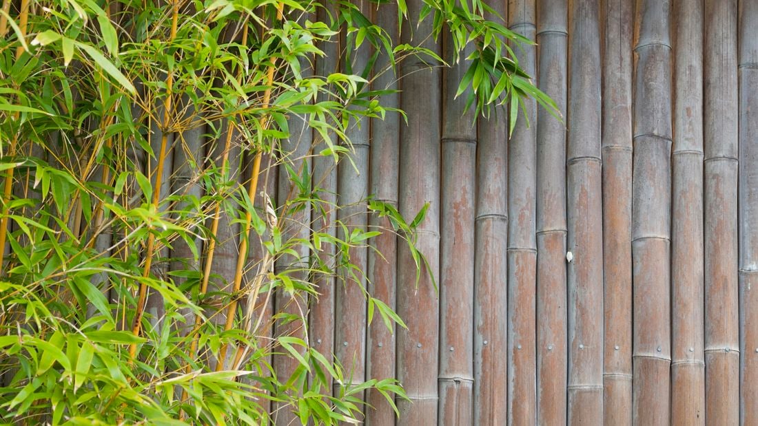 Thin bamboo growing next to a thick bamboo wall screen