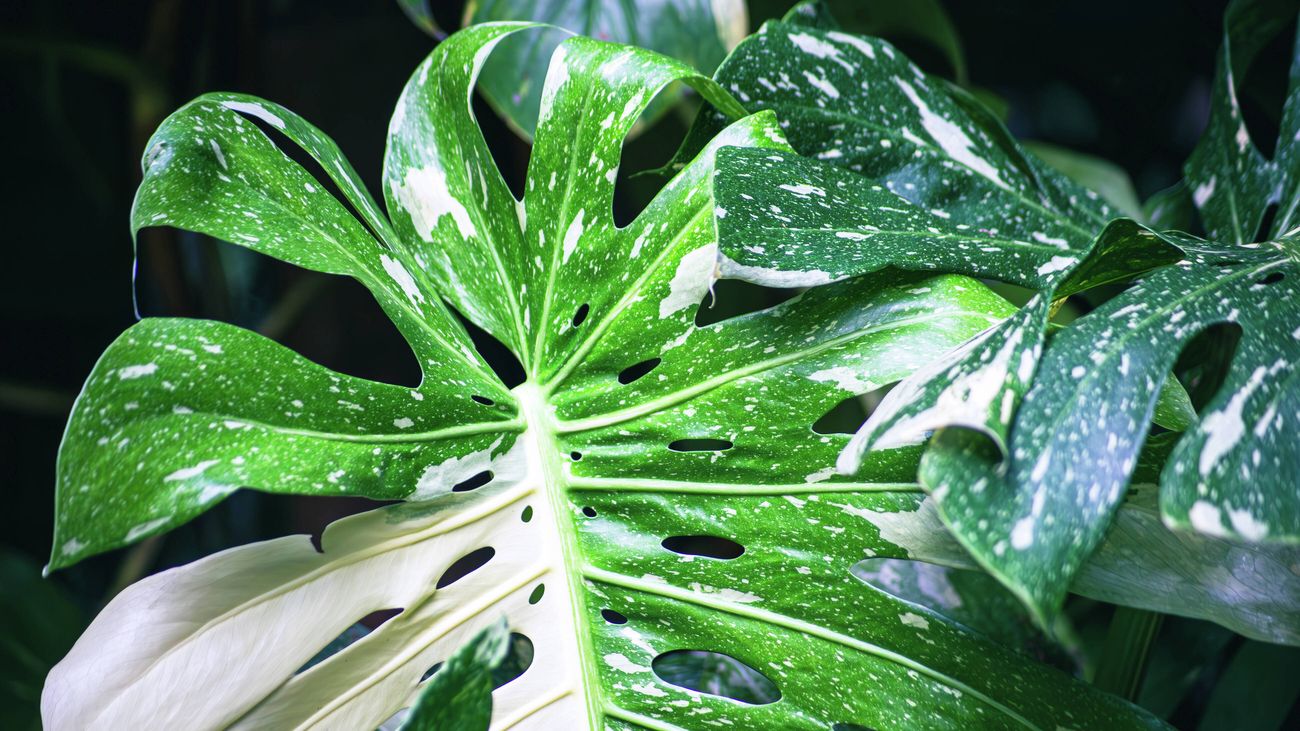 Close up of Monstera indoor plant with variegated leaves.
