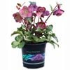 2.5L Hellebore Charmer - Hellebore