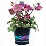 2.5L Hellebore Charmer - Hellebore