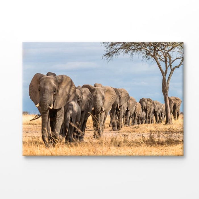 Elephants Walking near Tree View Print 100% Australian Made 75x50cm (Stretched Canvas)