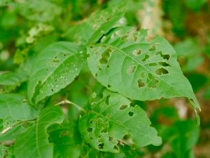 DIY Advice Image - Protect your garden from snails slugs and leaf eaters . G Drive blob storage upload.