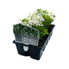 10 Cell Mexican Orange Blossom - Choisya ternata