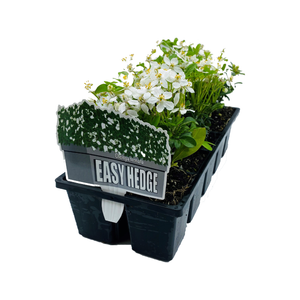 10 Cell Mexican Orange Blossom - Choisya ternata
