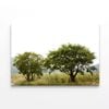 Trees in the Grasslands under Sky  Print 100% Australian Made 150 x 100cm  (Stretched)