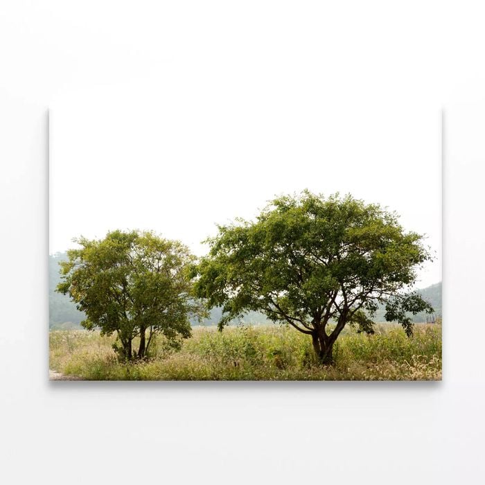 Trees in the Grasslands under Sky  Print 100% Australian Made 150 x 100cm  (Stretched)