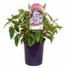 140mm Foxxy Baby- Tibouchina
