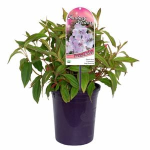 140mm Foxxy Baby- Tibouchina