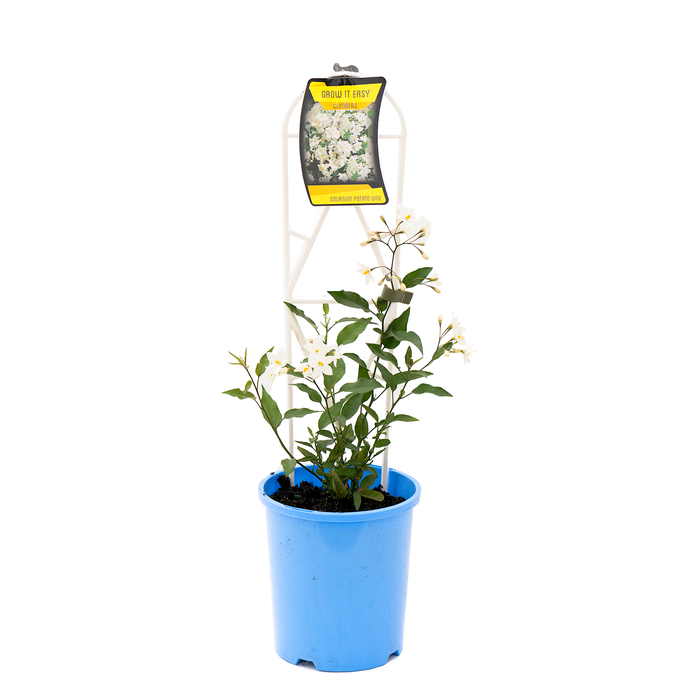 140mm White Potato Vine - Solanum jasminoides