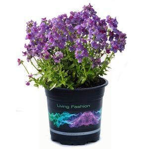 140mm Nemesia Lilac Berry - Nemesia sp.