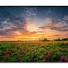 Sunset Sky & Wild Purple Flowers  Print 100% Australian Made 120x90cm  (Poster)