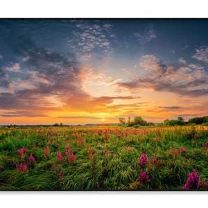 Sunset Sky & Wild Purple Flowers  Print 100% Australian Made 120x90cm  (Poster)