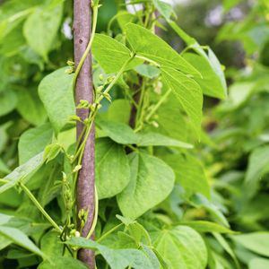 Wide shot of a bean plant in the field