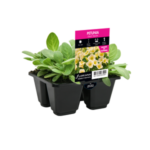 4 Cell Petunia Crazy Yellow - Petunia hybrida
