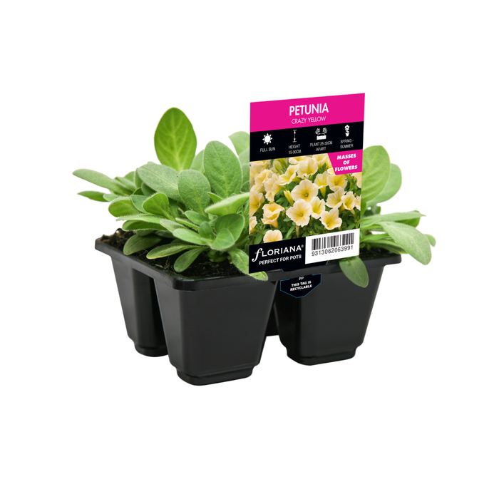 4 Cell Petunia Crazy Yellow - Petunia hybrida
