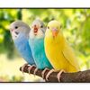 Budgies Are in The Roost Amazing Birds  Print 100% Australian Made 120x90cm  (Poster)