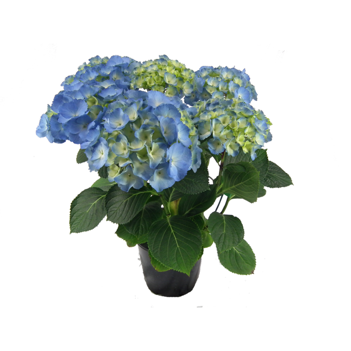 200mm Hydrangea - Hydrangea macrophylla