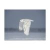 Artey | Owl in Flight IV - Stretched Canvas - Stretched Canvas - 90 x 120cm