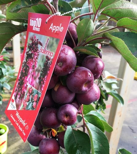 Labelled crab apples growing on a branch