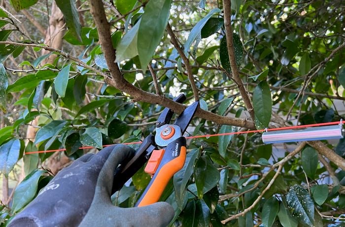Hand snipping tree branch over a stringline with secateurs