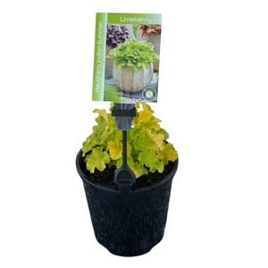 Gardening Solutionz 15cm Heuchera Indian Summer Limeberry 