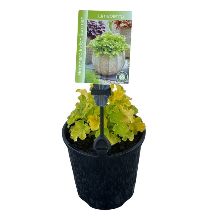 Gardening Solutionz 15cm Heuchera Indian Summer Limeberry 