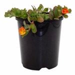 140mm Scarlet Moss Rose - Portulaca grandiflora