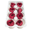 Blooms of Joy 4.5cm Wine Red Garden Roses 8 Pack