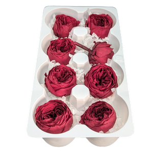 Blooms of Joy 4.5cm Wine Red Garden Roses 8 Pack