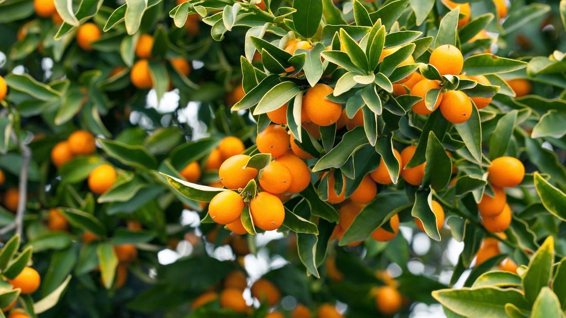 Overhead image of a cumquat tree, with bright orange cumquats surrounded by long green leaves.