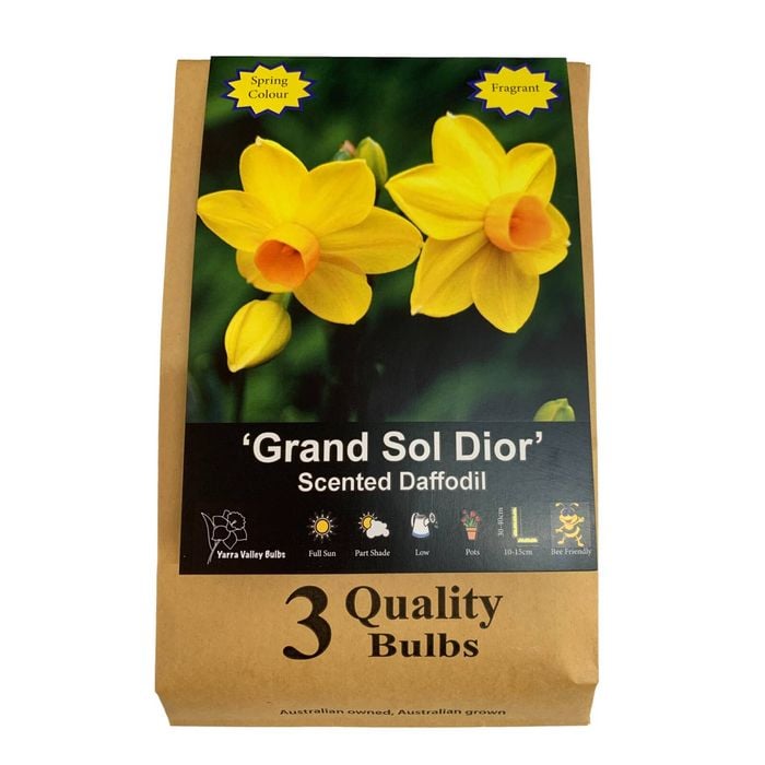 Daffodil Grand Sol Dior Bulbs - Narcicissus X Hybrida - 3 Pack