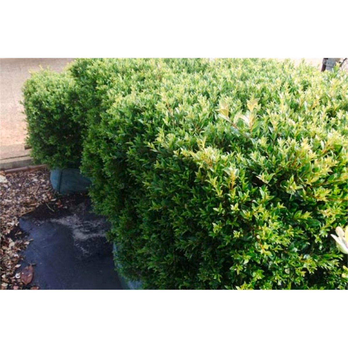 140mm Box Leaved Privet - Ligustrum undulatum - Bunnings Australia