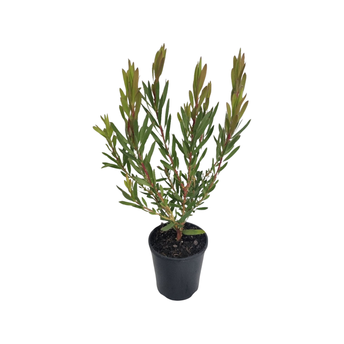 140mm Leucadendron Inca Gold - Leucadendron laureolum Saligum