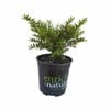 170 mm Hebe Diosmifolia