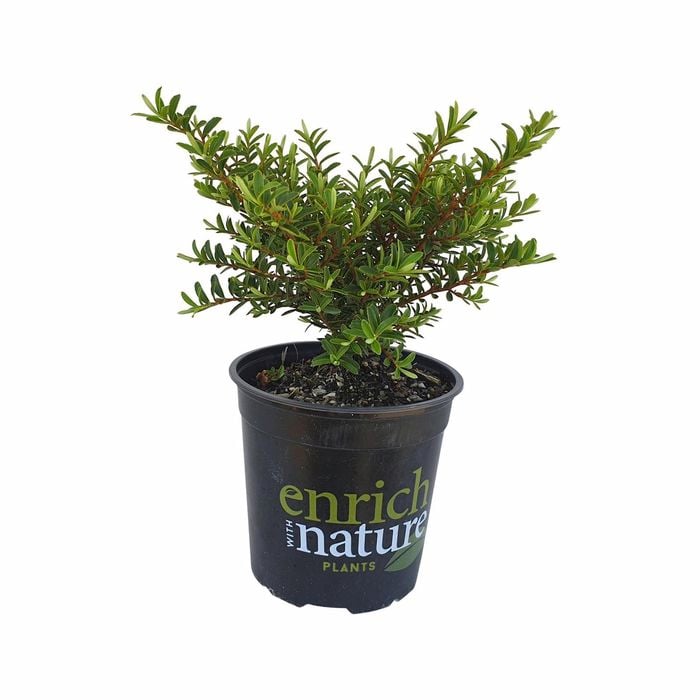 170 mm Hebe Diosmifolia
