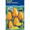 Fiesta Flower Bulbs Tulip Golden Appledorn - 5 Bulbs