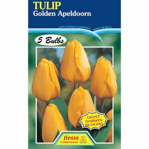 Fiesta Flower Bulbs Tulip Golden Appledorn - 5 Bulbs