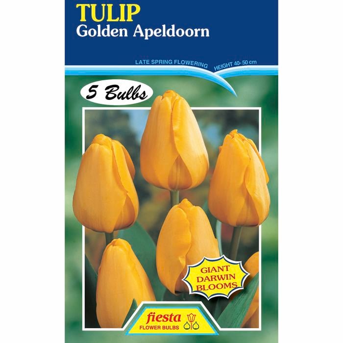 Fiesta Flower Bulbs Tulip Golden Appledorn - 5 Bulbs
