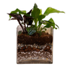 140MM Square Glass Terrarium with Foliage