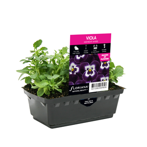 Viola Midnight Angel Punnet - Viola cornuta