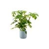 170mm Indoor Foliage Assorted in Decorative Pot