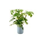 170mm Indoor Foliage Assorted in Decorative Pot