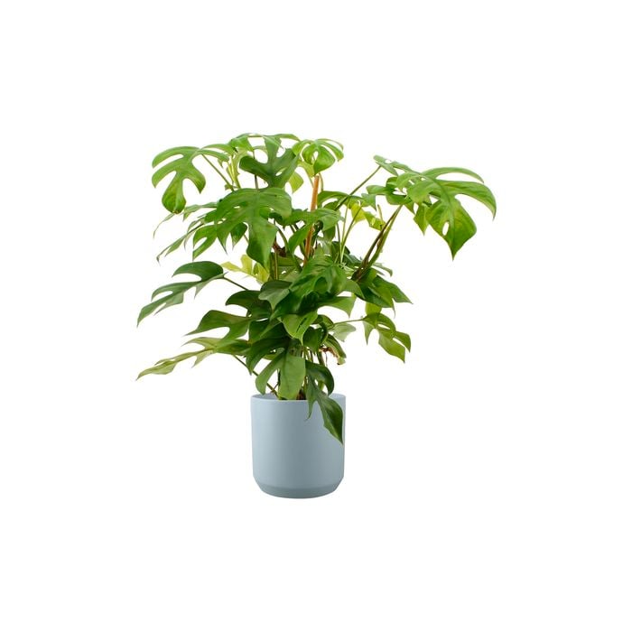 170mm Indoor Foliage Assorted in Decorative Pot