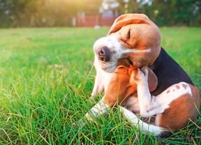 A dog sits on long green grass scratching its head with its back leg