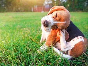 A dog sits on long green grass scratching its head with its back leg