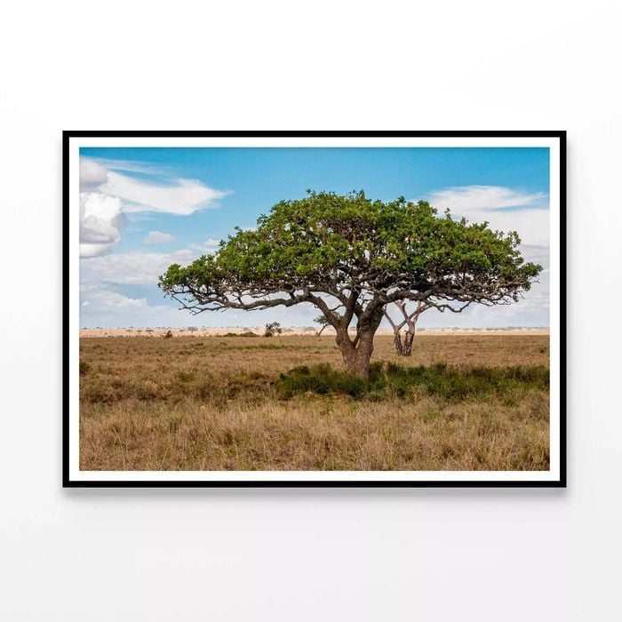 Close-up of a Tree in Tanzania  Print 100% Australian Made 120x90cm  (Poster)