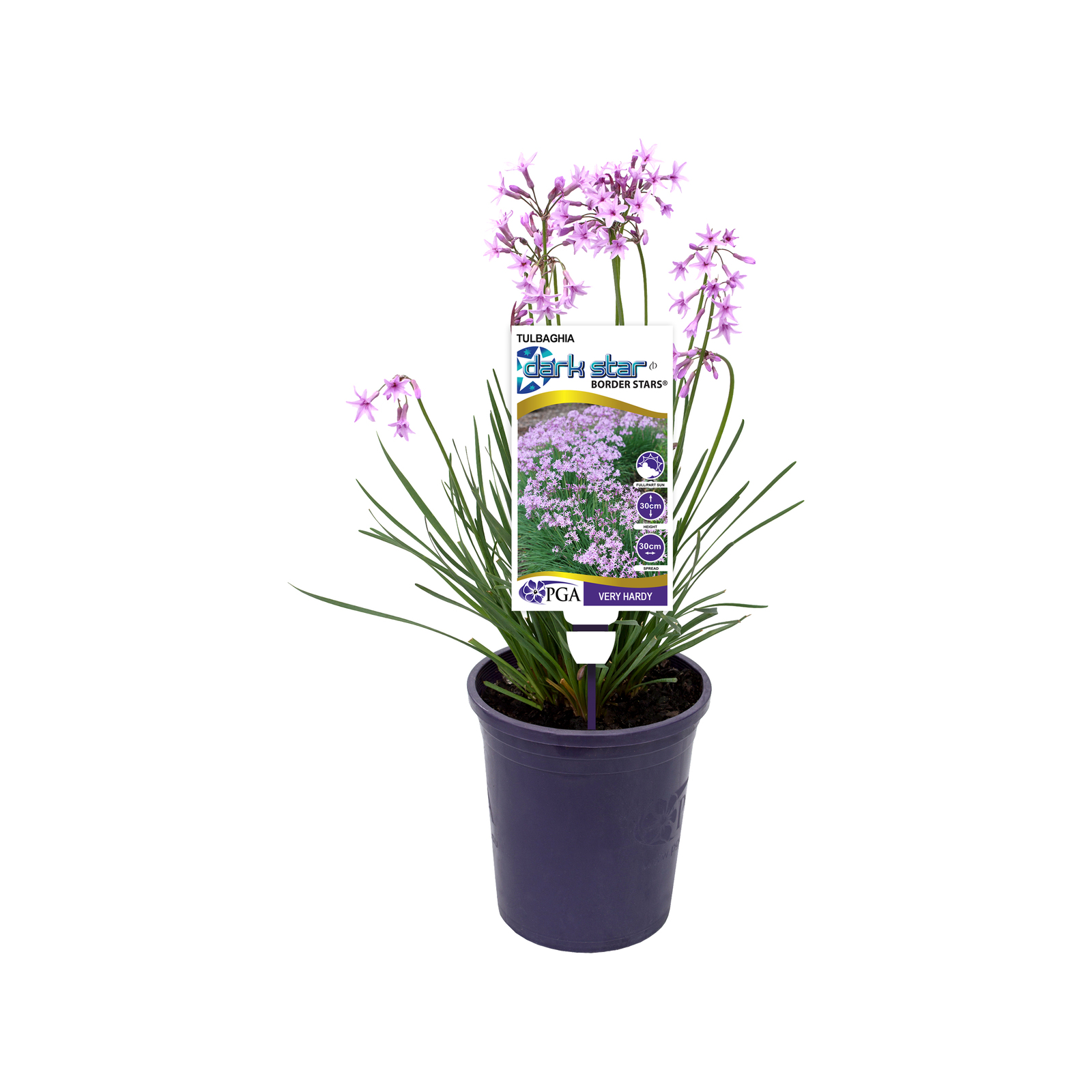 140mm - Tulbaghia hybrid Dark Star